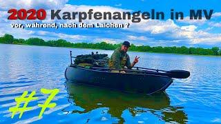 Karpfenangeln in Mecklenburg-Vorpommern 2020 / vor, während, nach der Laichzeit ?