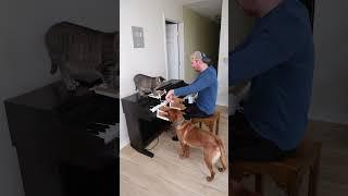 Playing Beethoven with my Cat and Dog