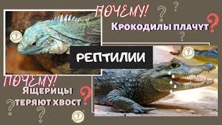 Класс Рептилии. Пресмыкающиеся животные. Отряд Черепахи, Ящерицы. Виды Признаки Биология 7 класс ЕГЭ