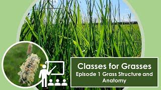 Classes for Grasses Episode 1 - Grass Structure and Anatomy