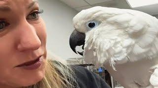 A sick cockatoo lost his human. Here's how the vet responded.