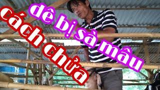 cách nuôi 200 con dê cái vỗ béo -ù sáng nuôi dê