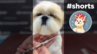 Beautiful haircuts Shih Tzu - GroomerOK #shorts