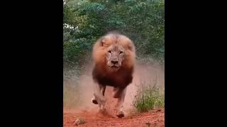 Big lion #youtubeshorts #discovery #animals #lion #viral #lion #africa #safari #wild