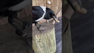 Just a Crow Opening A Peanut