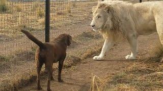 Lion asking dog for forgiveness