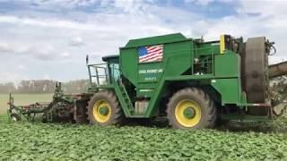 Cucumber Harvest in 4K!