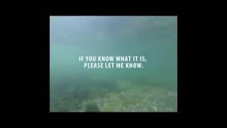 Underwater. Full