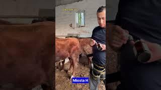 Укол #ot #animals #chorva #cow #edilbay #farming #от #romavetuz #trending #tiktok