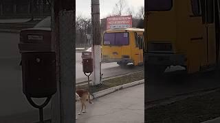 Автобус ПАЗ-4234 с маршрутом 5 у866ах 180 #пазик #автобус