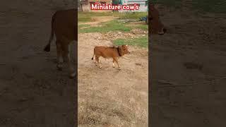 Miniature cow's Sale 7993104742