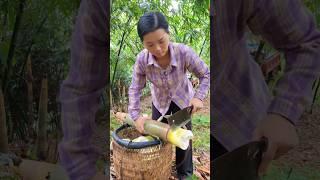 Traditional bamboo harvesting techniques revealed