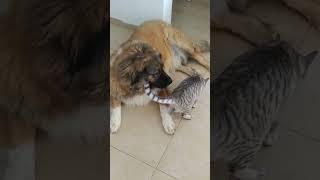 CUTE SHORTS CAT AND DOG VIDEOS - VIDEOS FOR DOGS AND CATS/ANIMALS#naturevideo#dog#cat