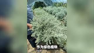 小众却非常高级百搭的，澳洲迷迭香，耐寒耐热银灰色自带清冷气质