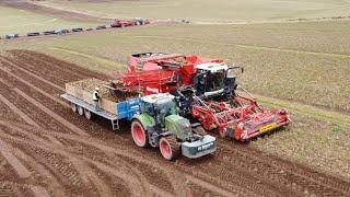 Stewarts of Tayside Harvesting Turnips