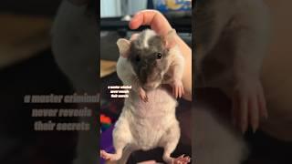 Trying To Stop My Pet Rats From Escaping