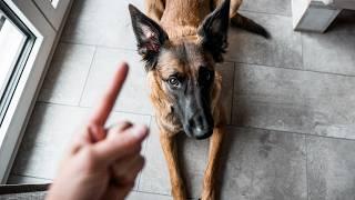 Malinois Training | 20 Tricks in 2 Minutes