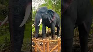 #elephant  #viralvideo #kadalakere #sumanth #youtubeshorts #trending #youtubevideos #nature