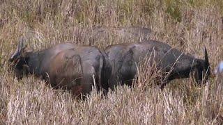 meet big family buffalo.