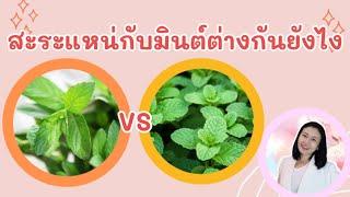 สะระแหน่กับมินต์ต่างกันยังไง @moraeythaiherb