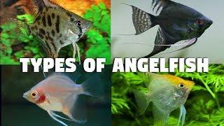 Type Of Angelfish
