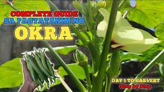 Paano Magtanim ng OKRA at Paramihin ang mga BUNGA