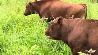 Greg Judy is pleased with the recent rains and abundant growth of fresh forage.