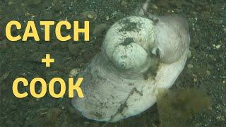 MOON SNAIL - CATCH and COOK on Vancouver Island (FREEDIVING)