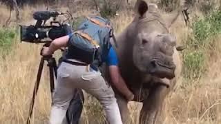 Rhino That Love Belly Scratch || Cool Things From Internet