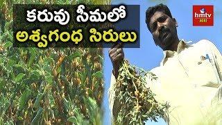 Ashwagandha Cultivation | Success Story Of Farmer Gajendra Reddy ( 9533729953) | hmtv Agri