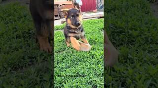 Puppy Attack. German Shepherd. Odessa 2025