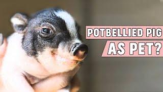 Potbellied Pig as a Pet!