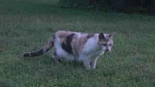 Cat In Field - Royalty Free Stock Footage