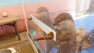 Hungry Otters Do Tricks for Food