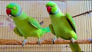 Green parrot talking | parrot talking | Parrot sound ️