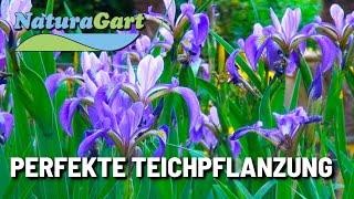 NaturaGart Gärtnerei - Teichpflanzen: Richtig auswählen