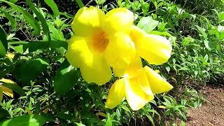 Colorful Flowers in Provincial Park, Isan Thailand - Relaxing Nature Soothing Bird Sounds Background