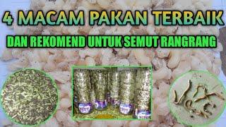 Pakan terbaik untuk semut rangrang #budidayasemutrangrang