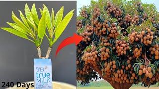 Don't Miss These 2 Methods of Propagating Sapodilla Using Cow's Milk and Vitamin C