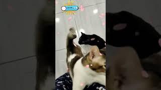 Manja minta di gendong#cat #viral #youtubeshorts #sakura #trending #cute #kucingras #shorts