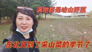 东北的五月满山遍野都是山野菜，一会就採了一兜子，大姐採了啥