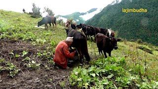 the pastoral life || chapter-33 || Nepal|| lajimbudha ||