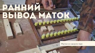 Вывод маток в начале мая. Подготовка