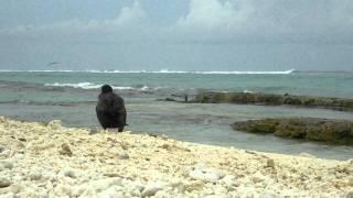 Short-tailed albatross video from Midway Atoll NWR June 13 2011 J Klavitter USFWS