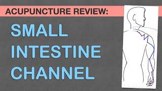 Points Review: Small Intestine Channel Acupuncture Meridian