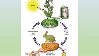 Intro to Animal Nutrition