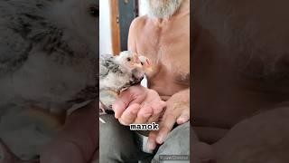 manok