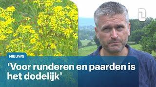 Zorgen onder boeren om Jacobskruiskruid  | L1Nieuws