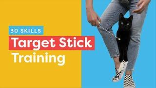 Target Stick Training: 30 Skills To Teach Your Cat