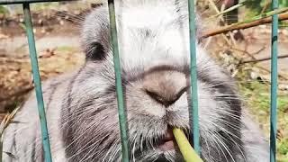 Rabbit spaghetti